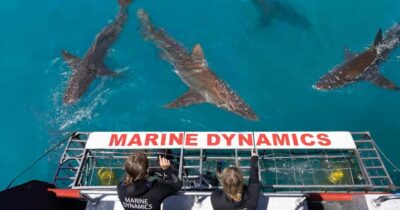 Gansbaai Eco-Friendly Shark Cage Diving Cruise
