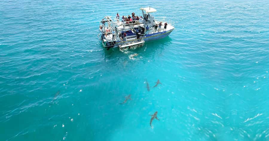 Cape Town: Gansbaai Eco-Friendly Shark Cage Diving Cruise - What you might see at Joubertsdam