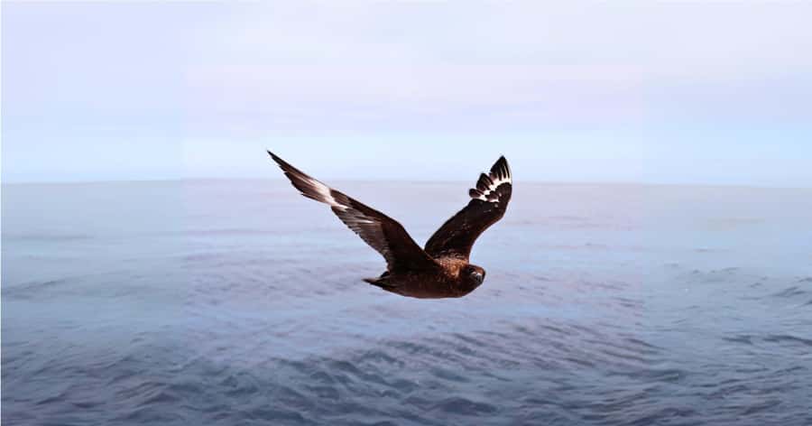 Cape Town: Gansbaai Eco-Friendly Shark Cage Diving Cruise - Conservation, education, and responsible wildlife tourism