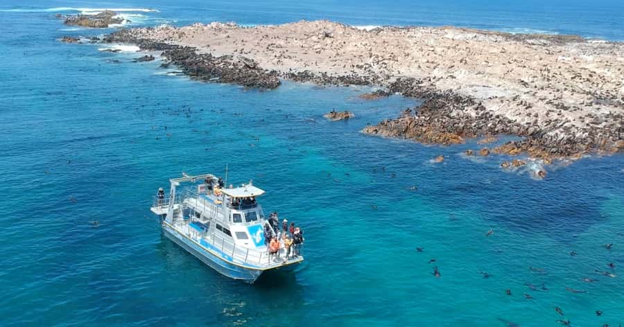 Cape Town: Gansbaai Eco-Friendly Shark Cage Diving Cruise - Is $237 a fair price?