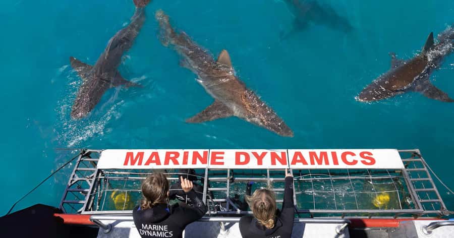 Cape Town: Gansbaai Eco-Friendly Shark Cage Diving Cruise - Breakfast, briefing, and the Great White House