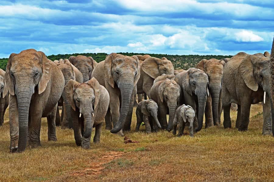 Cape Town: Garden Route and Addo Elephant Park 6-Day Safari - What this six-day Garden Route trip is really like