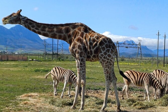 Cape Town Giraffe House, Cheetah Encounter and Wine Tasting Tour - Key points to know before you book