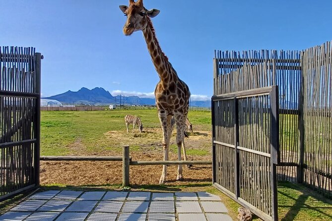 Cape Town Giraffe House, Cheetah Encounter and Wine Tasting Tour - Why this makes a memorable Cape Town day