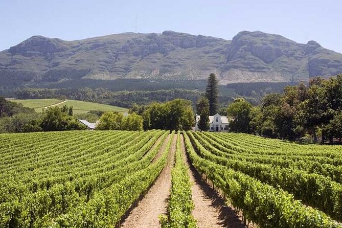 Cape Town Giraffe House, Cheetah Encounter and Wine Tasting Tour - Is $199.40 a fair price?