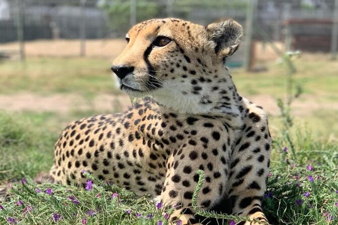 Cape Town Giraffe House, Cheetah Encounter and Wine Tasting Tour - Who will enjoy this day most?