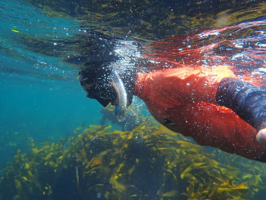 Cape Town: Great African Sea Forest Guided Snorkel - Key points to know before you book