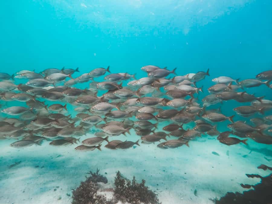 Cape Town: Great African Sea Forest Guided Snorkel - Who should book this False Bay snorkel?