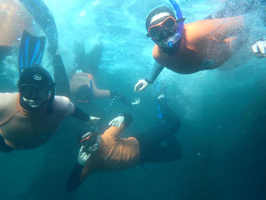 Cape Town: Great African Sea Forest Guided Snorkel - A sea forest unlike a tropical reef