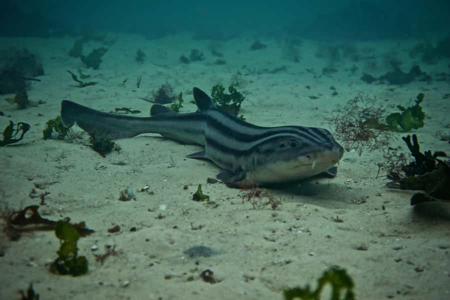 Cape Town: Great African Sea Forest Guided Snorkel - Getting used to the kelp before going farther