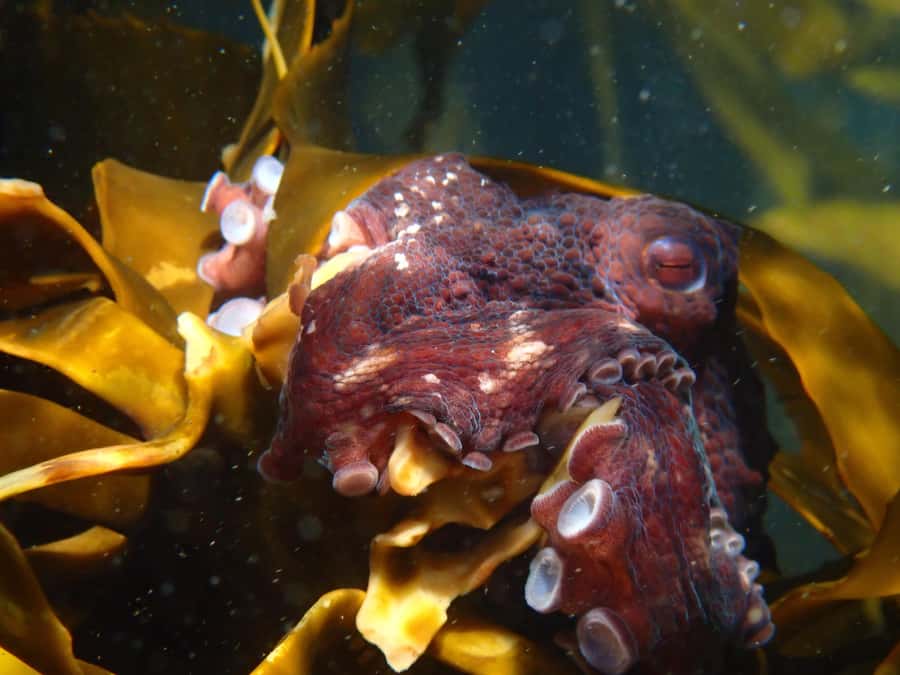 Cape Town: Great African Sea Forest Guided Snorkel - Looking for shysharks, octopus, and urchins