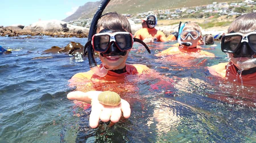 Cape Town: Great African Sea Forest Guided Snorkel - Turning a shark sighting into useful research