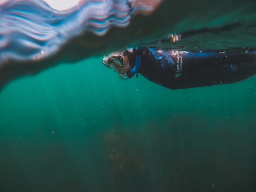 Cape Town: Great African Sea Forest Guided Snorkel - Why the guide makes such a difference