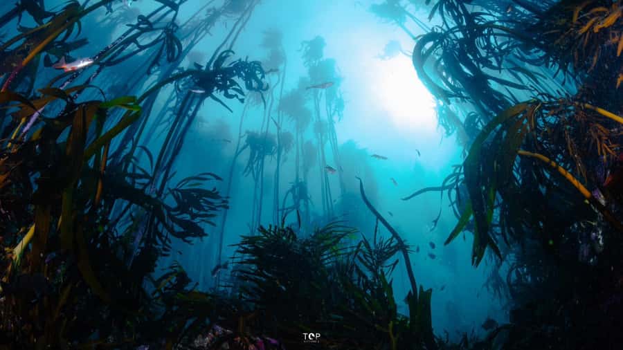 Cape Town: Great African Sea Forest Guided Snorkel - Is two hours enough for $74?