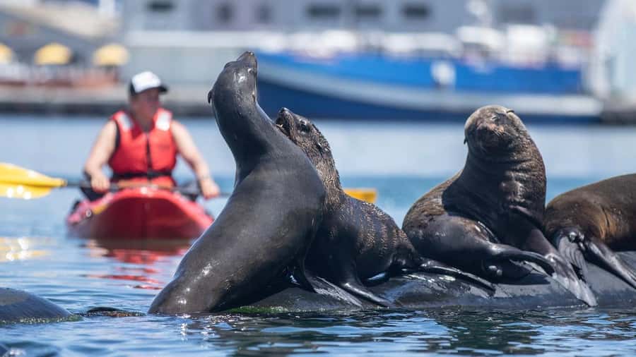 Cape Town: Guided Kayak Tour - Why Hout Bay works so well from a kayak