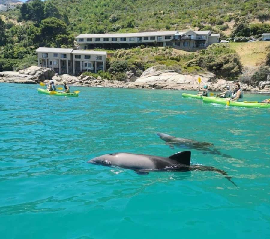 Cape Town: Guided Kayaking in Hout Bay - Starting beside Ground Up Café in Hout Bay Harbour