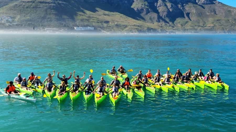 Cape Town: Guided Kayaking in Hout Bay - Wildlife encounters with seals, dolphins, and penguins