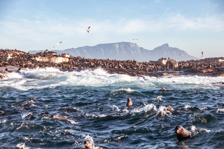 Cape Town: Guided Township Tour with Hotel Pickup - District Six and the first lesson in forced removal