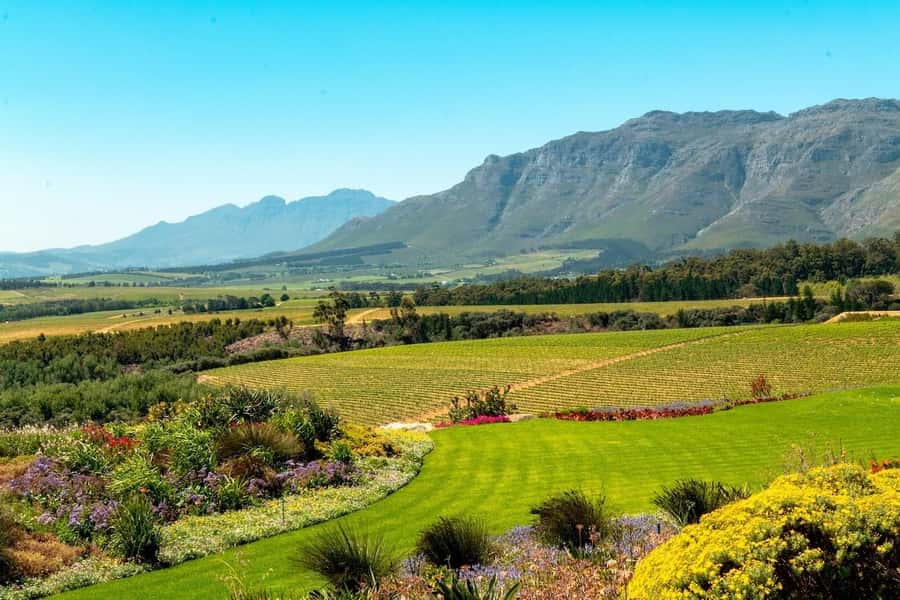Cape Town: Guided Winelands Tour & Tasting in Stellenbosch - Stellenbosch, Wine Town With a Short Visit