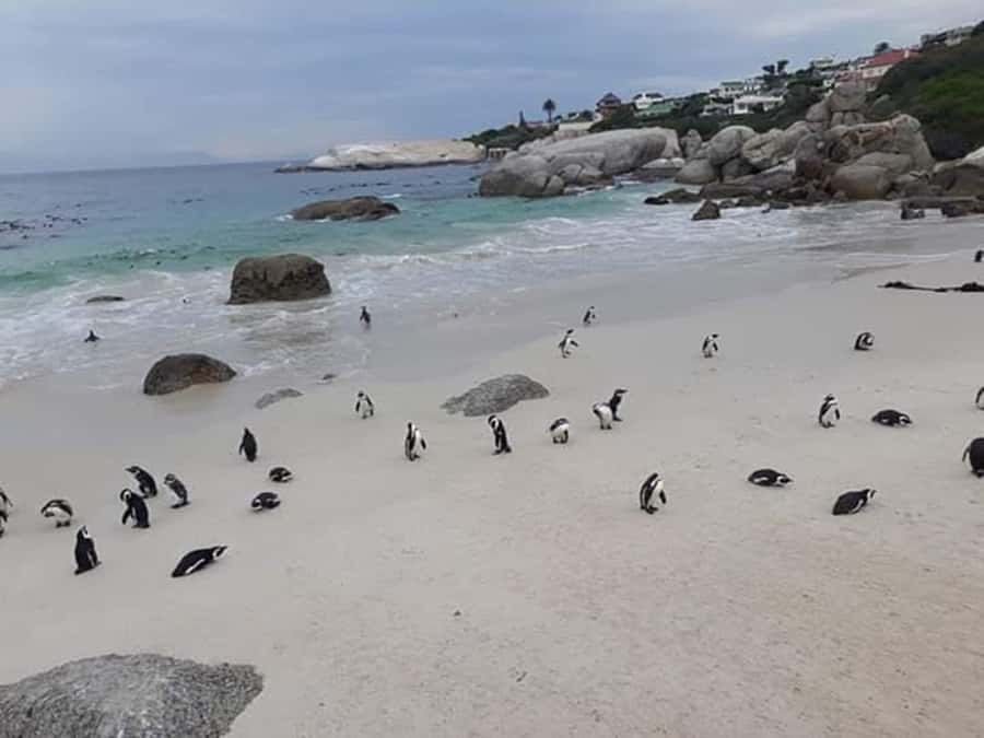 Cape Town: Halfday African Penguin tour - Key points to know before you book