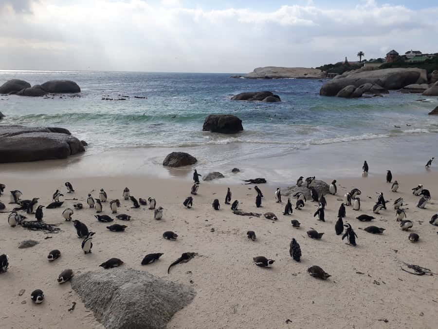 Cape Town: Halfday African Penguin tour - Why this five-hour route works well