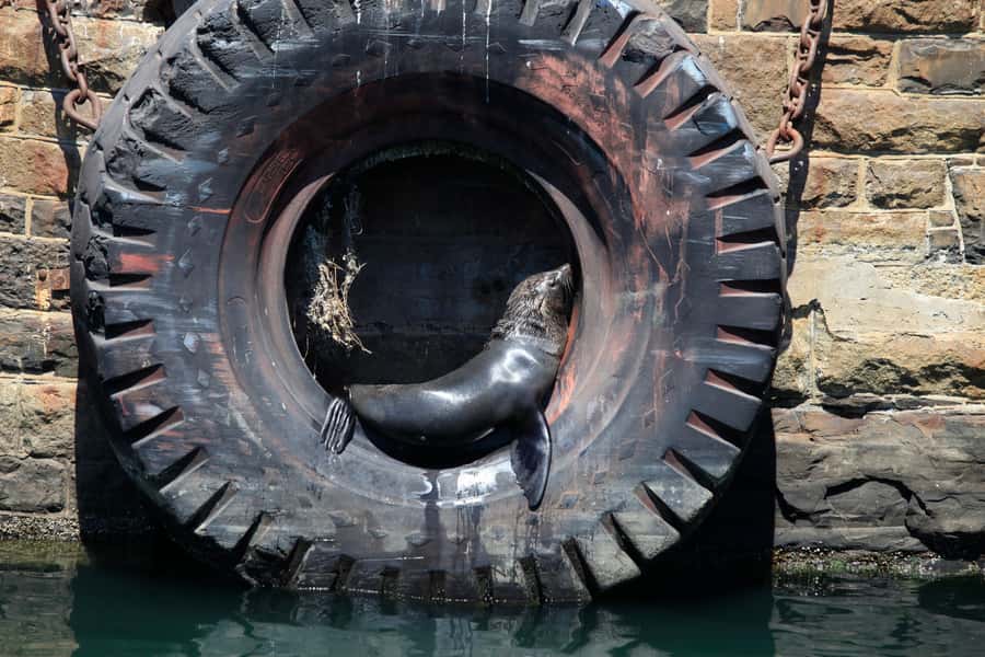 Cape Town: Harbor Cruise - Seeing Cape Town from the Old Harbour