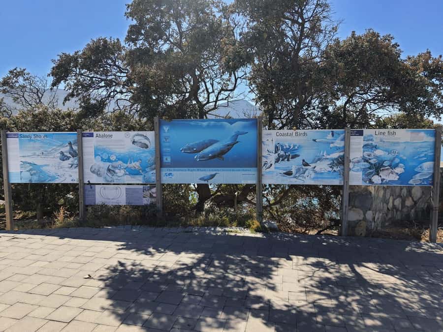 Cape Town: Hermanus Whale Watching Shared Boat & Penguins - Key points at a glance