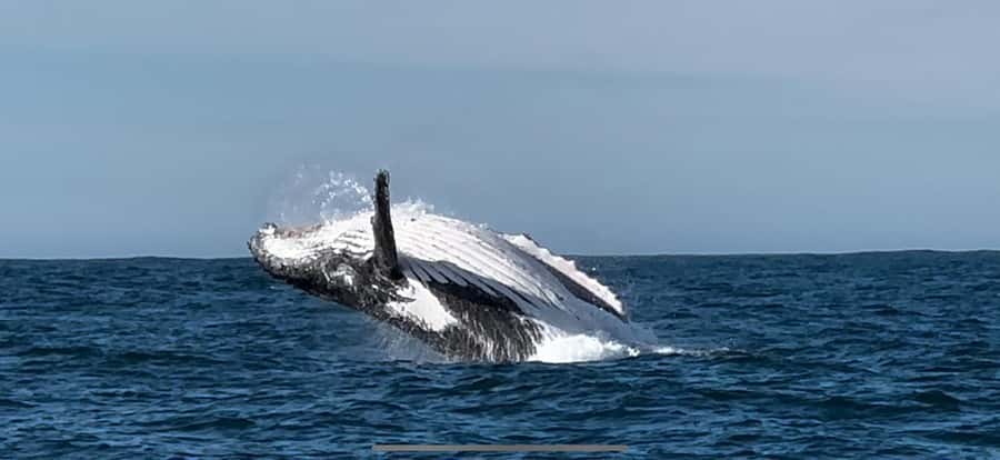 Cape Town: Hermanus Whale Watching Shared Boat & Penguins - Lunch and free time in Hermanus