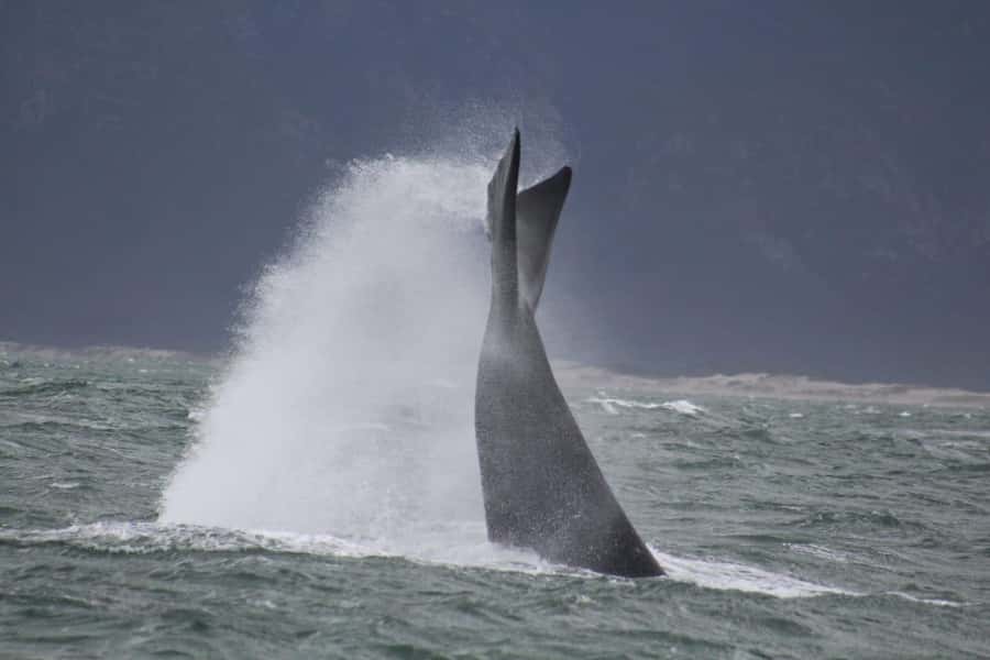 Cape Town: Hermanus Whale Watching Shared Boat & Penguins - Practical preparation for the boat and coast