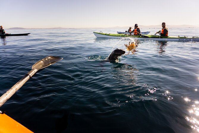 Cape Town Kayak Adventure in Table Mountain Marine Reserve - Wildlife encounters and the limits of luck
