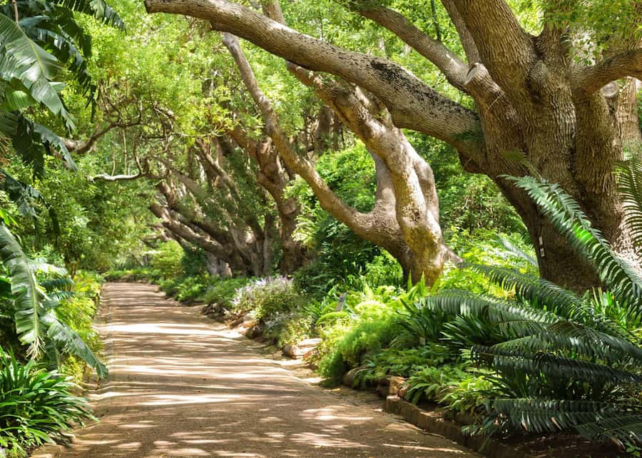 Cape Town: Kirstenbosch Botanical Garden Entry Ticket - Getting Inside: The Ticket Detail You Must Not Miss