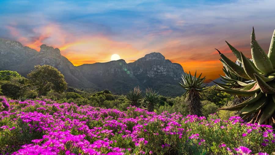 Cape Town: Kirstenbosch Botanical Garden Entry Ticket - Three Gardens That Show South Africa’s Variety