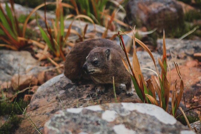 Cape Town: Magical Lion's Head Hike - What the guide adds to the experience
