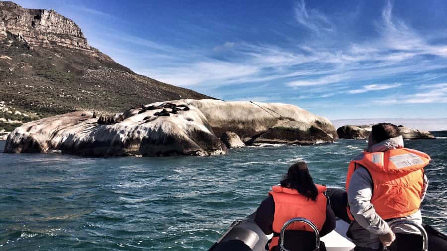 Cape Town: Marine Big 5 Ocean Safari from V&A Waterfront - Should you book the Marine Big 5 Ocean Safari?