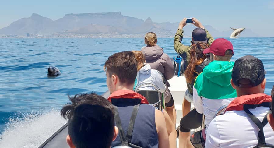 Cape Town: Marine Big 5 Ocean Safari from V&A Waterfront - Leaving the harbour and finding your sea legs