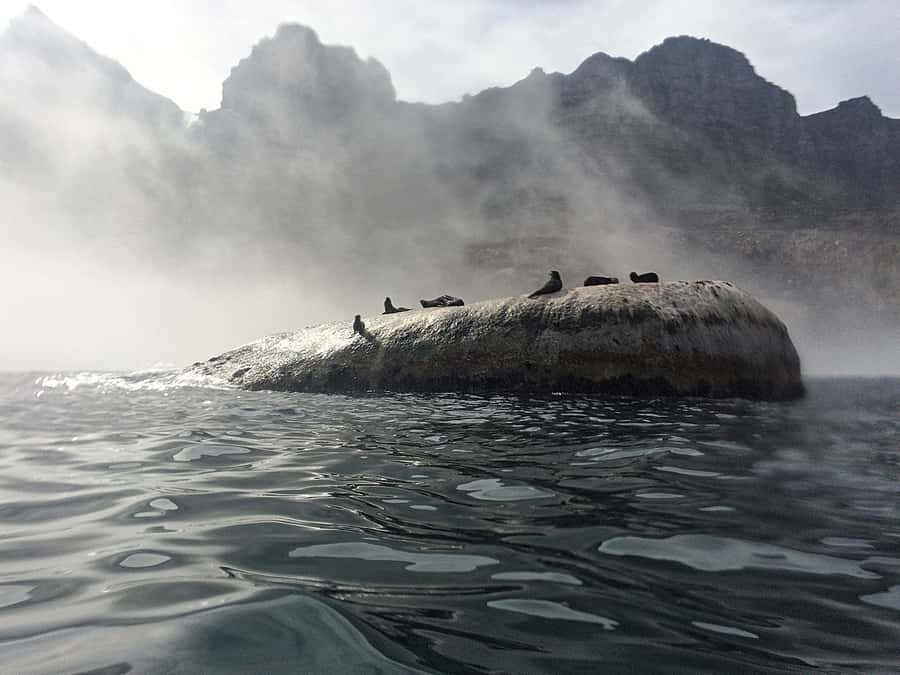 Cape Town: Marine Big 5 Ocean Safari from V&A Waterfront - Searching for the Marine Big 5