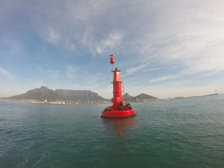 Cape Town: Marine Big 5 Ocean Safari from V&A Waterfront - What the crew adds to the outing
