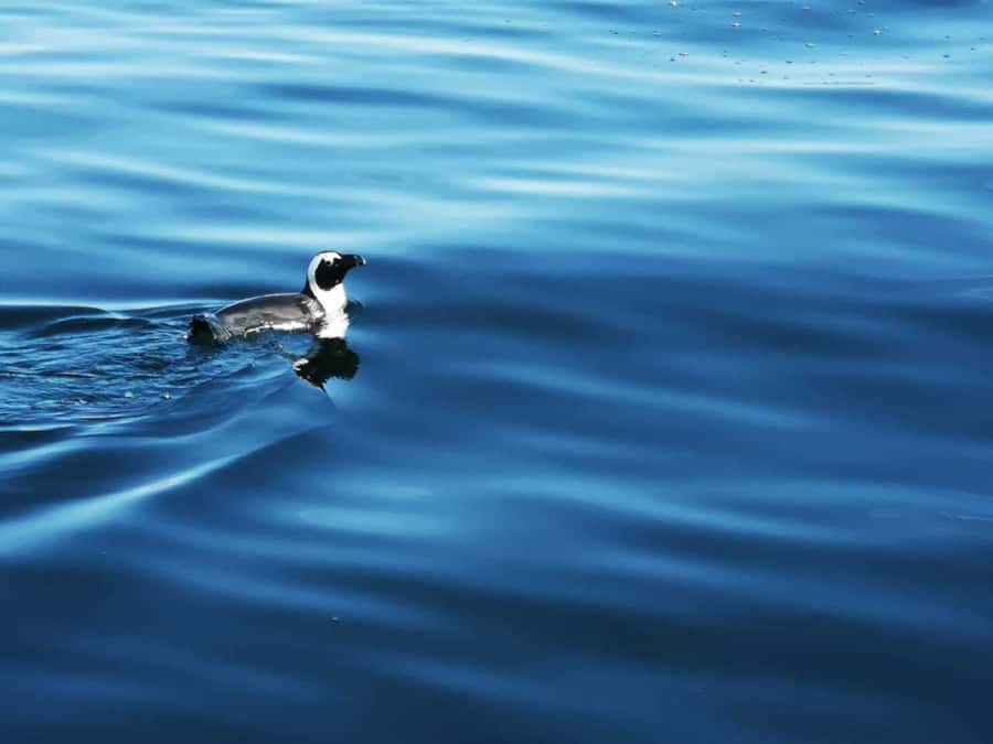 Cape Town: Marine Big 5 Ocean Safari from V&A Waterfront - Comfort on the luxury catamaran