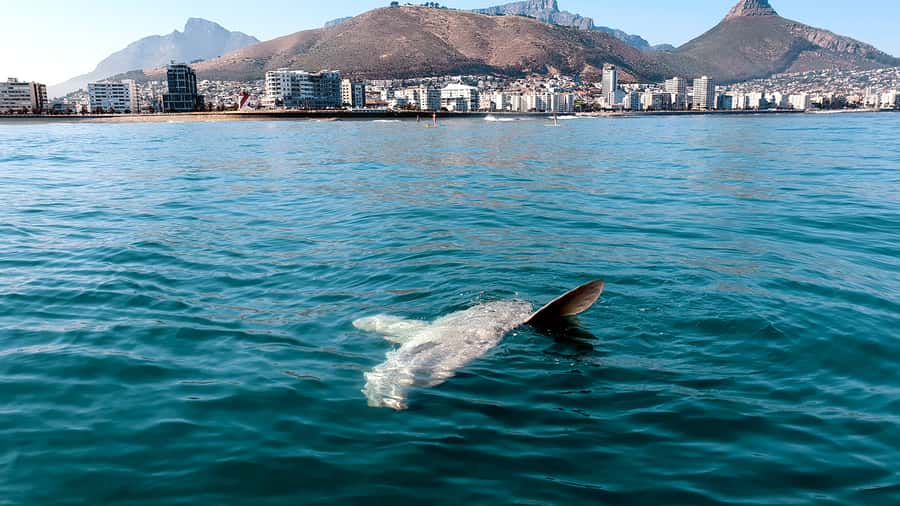 Cape Town: Marine Big 5 Ocean Safari from V&A Waterfront - Is $68 a fair price for 90 minutes?