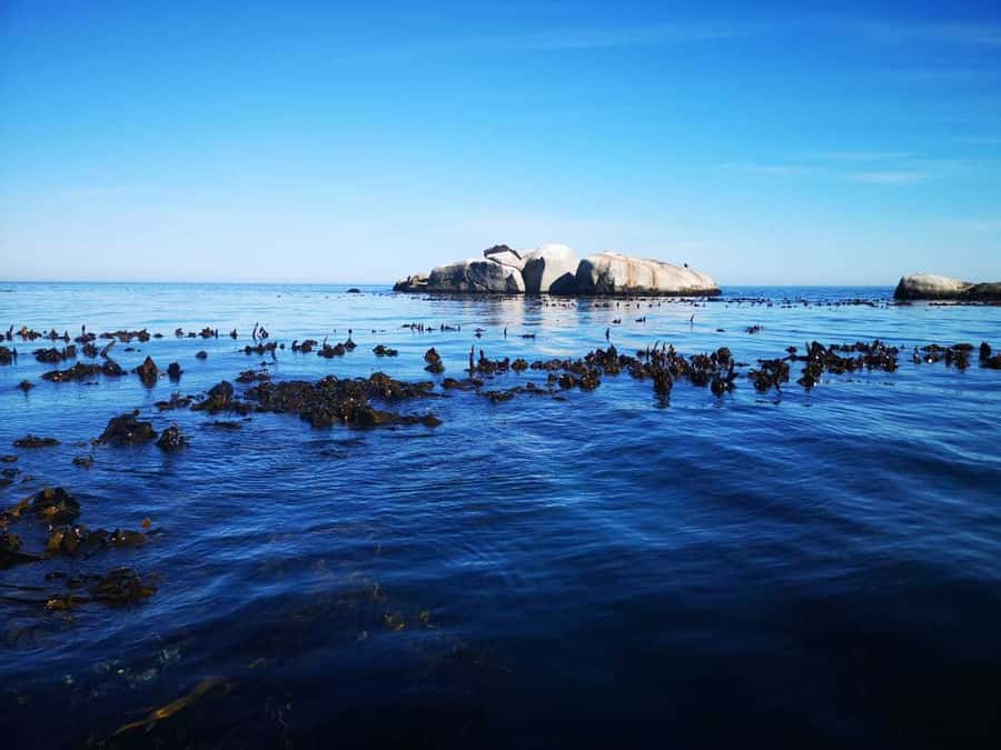 Cape Town: Marine Big 5 Ocean Safari from V&A Waterfront - Practical tips for getting more from the 90 minutes