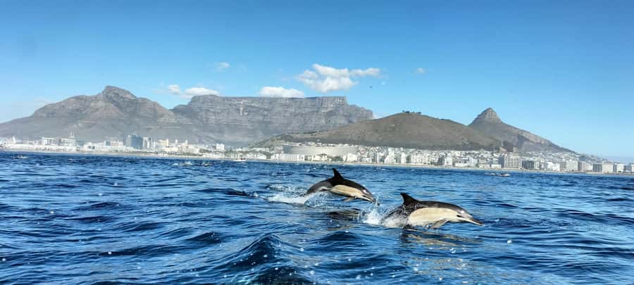 Cape Town: Marine Biologist Led Safari Tour - V&A Waterfront - Key points to know before booking