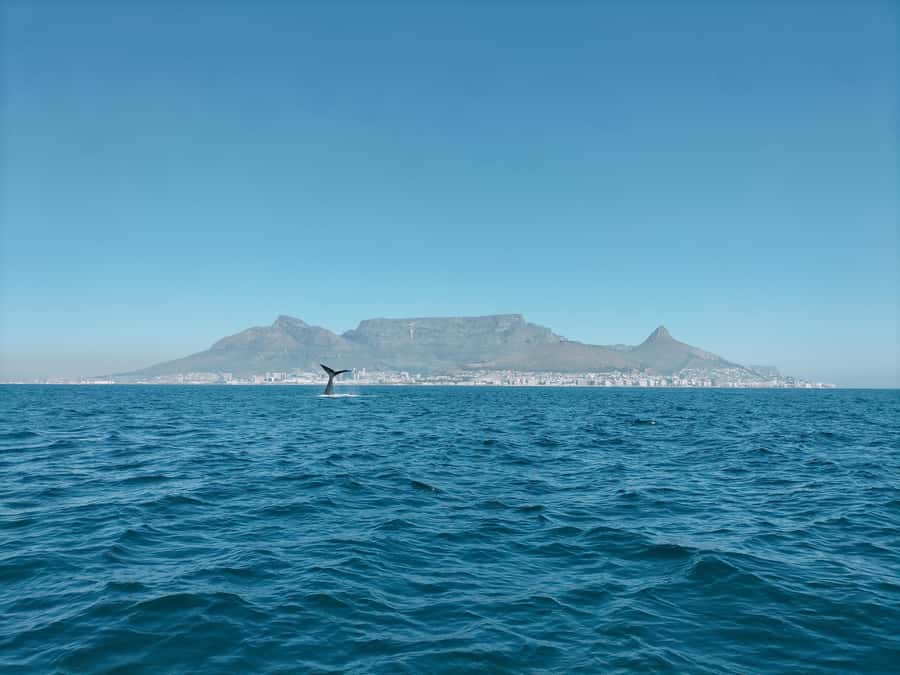 Cape Town: Marine Biologist Led Safari Tour - V&A Waterfront - What you might see in Table Bay