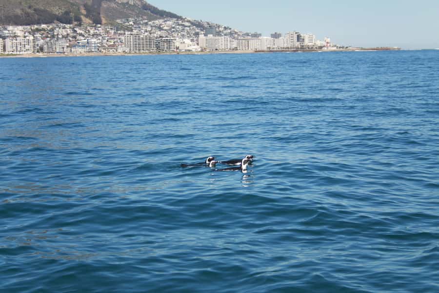 Cape Town: Marine Biologist Led Safari Tour - V&A Waterfront - The marine biologist changes the experience