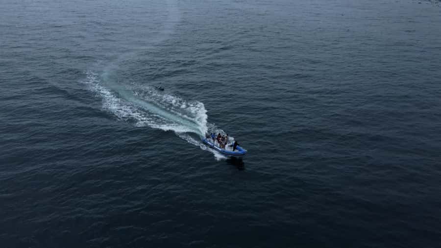Cape Town: Marine Biologist Led Safari Tour - V&A Waterfront - Comfort, weather, and the small-boat trade-off