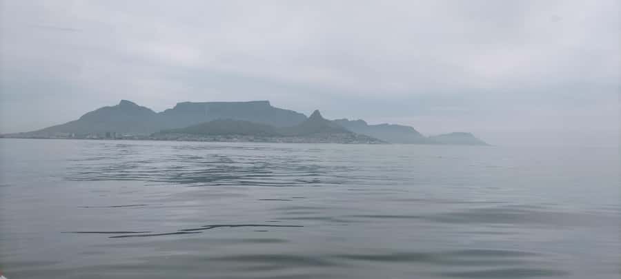 Cape Town: Marine Biologist Led Safari Tour - V&A Waterfront - Who should book this Cape Town ocean safari?