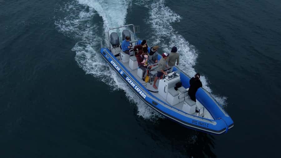 Cape Town: Marine Biologist Led Safari Tour - V&A Waterfront - A 90-minute marine game drive across Table Bay