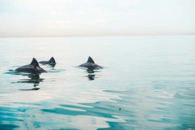 Marine Life Kayak Tour From the V&A Waterfront