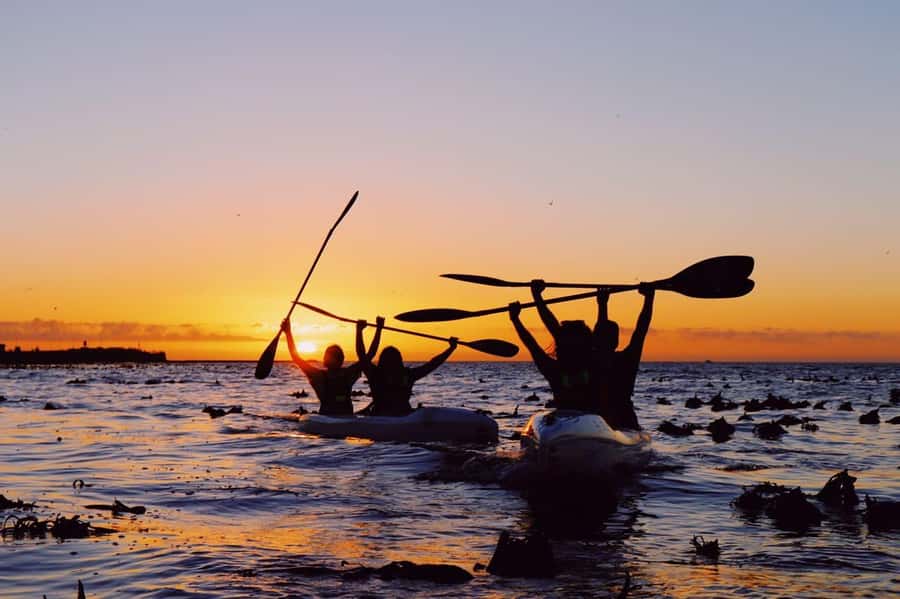 Cape Town: Marine Life Kayak Tour From the V&A Waterfront - What to bring for a comfortable morning