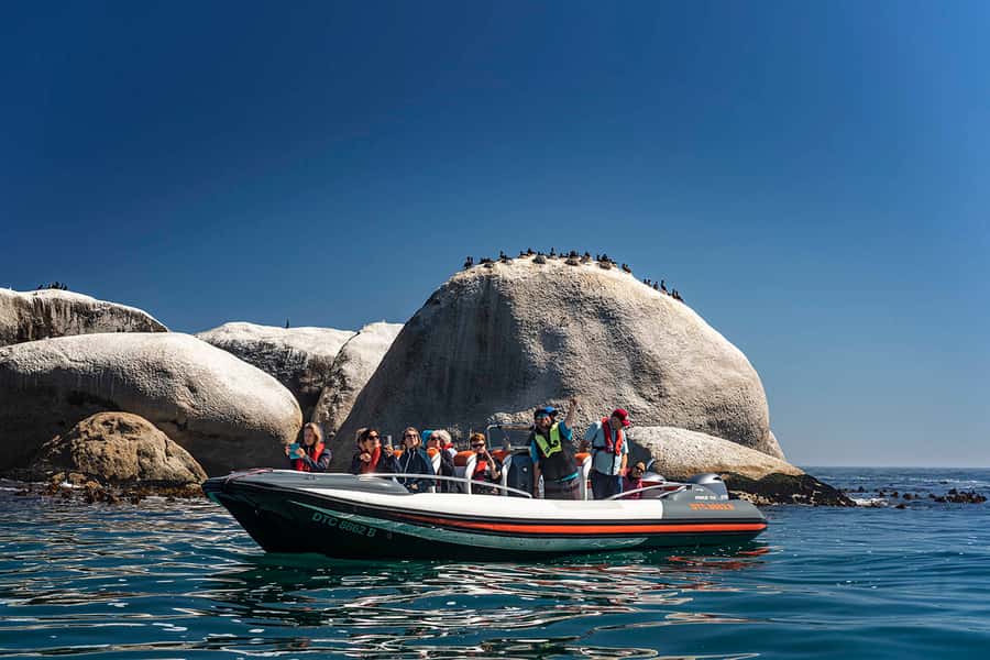 Cape Town: Marine Wildlife Tour from the V&A Waterfront - Quick take: what makes this cruise worth your time