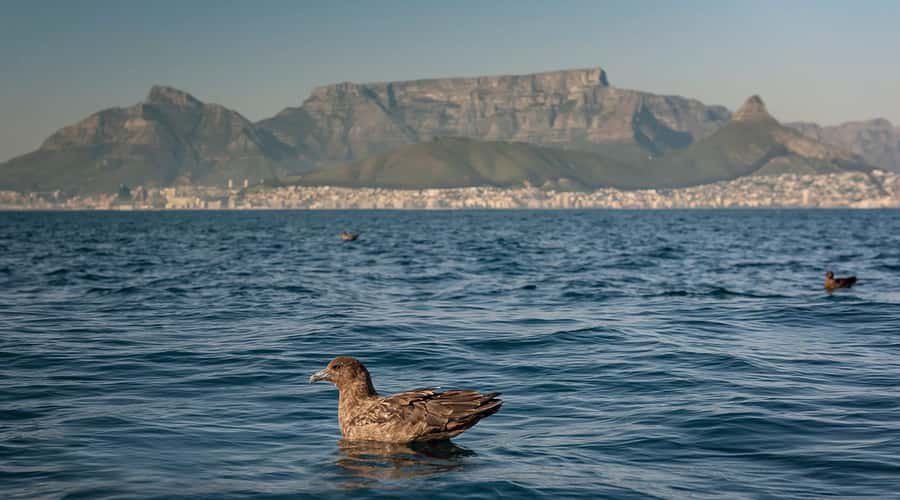 Cape Town: Marine Wildlife Tour from the V&A Waterfront - Who should book this Cape Town wildlife cruise?